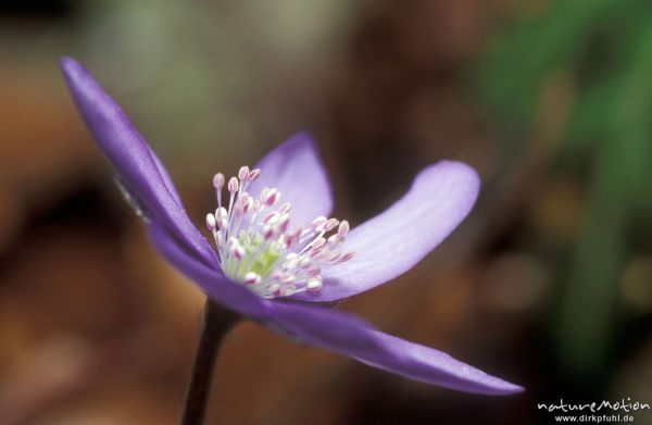 Leberblümchen, Hepatica nobilis, Blüte mit Staubfäden, Göttinger Wald, Göttingen, Deutschland