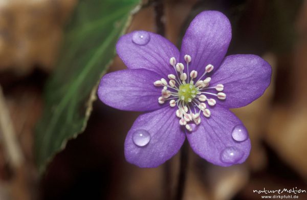 Leberblümchen, Hepatica nobilis, Blüte mit Staubfäden und Regentropfen, Göttinger Wald, Göttingen, Deutschland