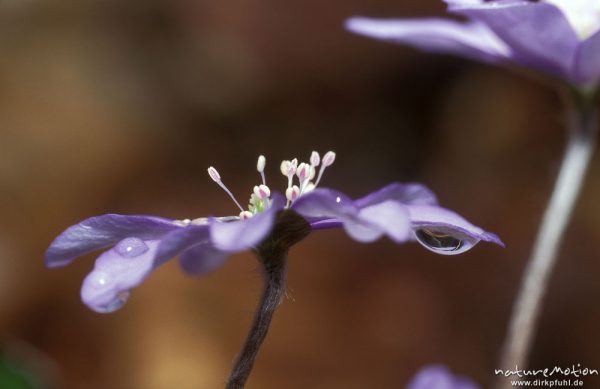 Leberblümchen, Hepatica nobilis, Blüte von der Seite und mit Regentropfen, Göttinger Wald, Göttingen, Deutschland