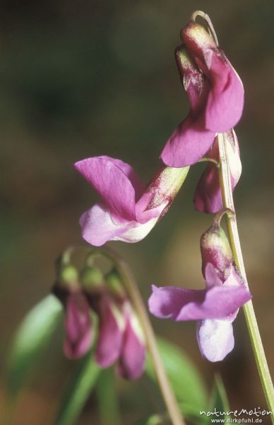 Frühlings-Platterbse (Latyrus vernus), Blütenstand, Göttinger Wald, Göttingen, Deutschland