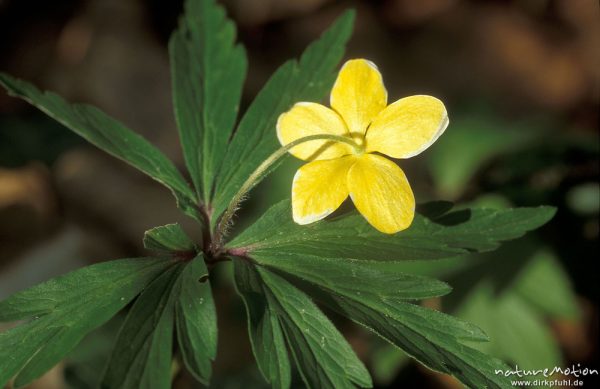 Gelbes Windröschen, Anemone ranunculoides, Blüte und Blätter, Göttinger Wald, Göttingen, Deutschland
