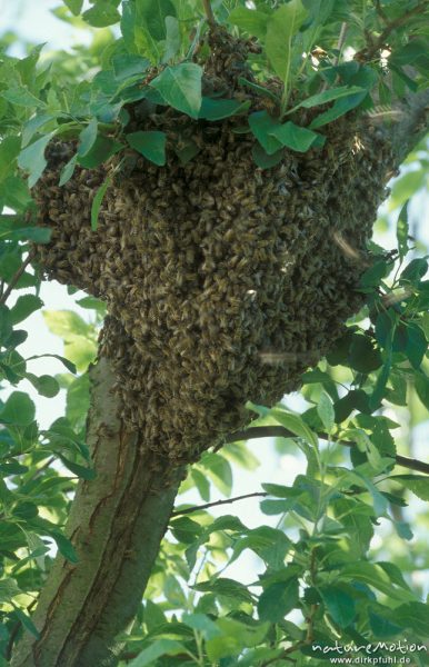 Honigbiene, Apis mellifera, Bienenschwarm in Astgabel, Am Weißen Steine, Göttingen, Göttingen, Deutschland