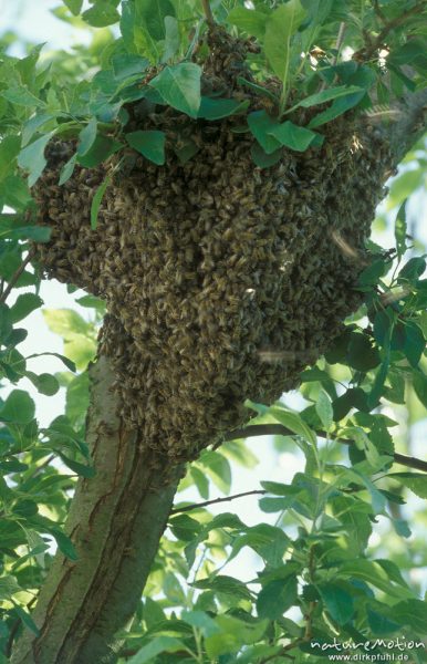 Honigbiene, Apis mellifera, Bienenschwarm in Astgabel, Am Weißen Steine, Göttingen, Göttingen, Deutschland