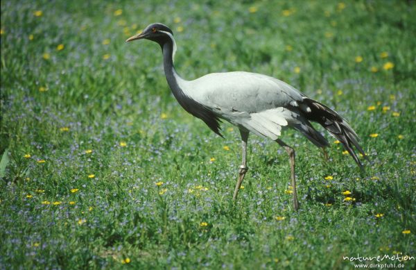 Kranich, Grus grus, auf Wiese, Tierpark Sababurg, Rheinhardswald, Deutschland