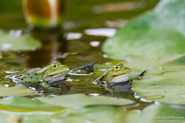 Teichfrosch, Rana esculenta  (Pelophylax kl. esculentus, Pelophylax "esculentus"), Echte Frösche (Ranidae), Männchen, rufend, Schallblasen, Alter Botanischer Garten, Göttingen, Deutschland