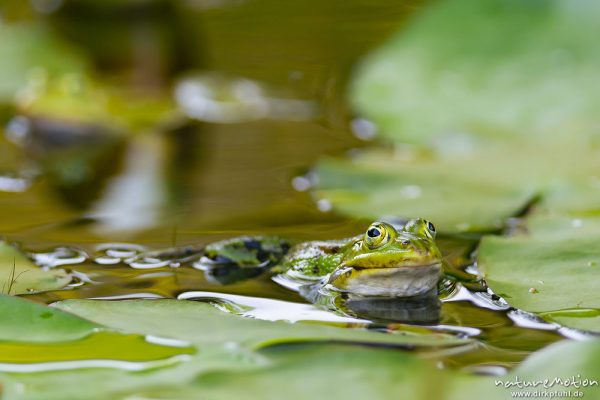 Teichfrosch, Rana esculenta  (Pelophylax kl. esculentus, Pelophylax "esculentus"), Echte Frösche (Ranidae), Männchen zwischen Seerosenblättern, Alter Botanischer Garten, Göttingen, Deutschland