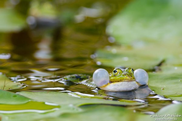 Teichfrosch, Rana esculenta  (Pelophylax kl. esculentus, Pelophylax "esculentus"), Echte Frösche (Ranidae), Männchen, rufend, Schallblasen, Alter Botanischer Garten, Göttingen, Deutschland