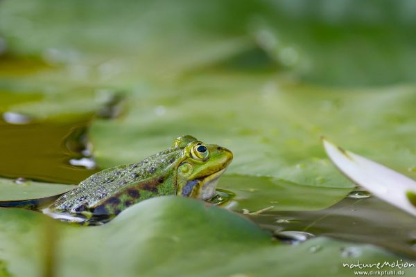 Teichfrosch, Rana esculenta  (Pelophylax kl. esculentus, Pelophylax "esculentus"), Echte Frösche (Ranidae), Männchen zwischen Seerosenblättern, Alter Botanischer Garten, Göttingen, Deutschland