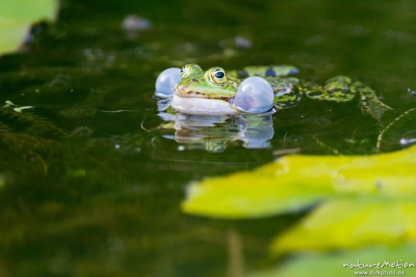 Teichfrosch, Rana esculenta  (Pelophylax kl. esculentus, Pelophylax "esculentus"), Echte Frösche (Ranidae), Männchen, rufend, Schallblasen, Alter Botanischer Garten, Göttingen, Deutschland