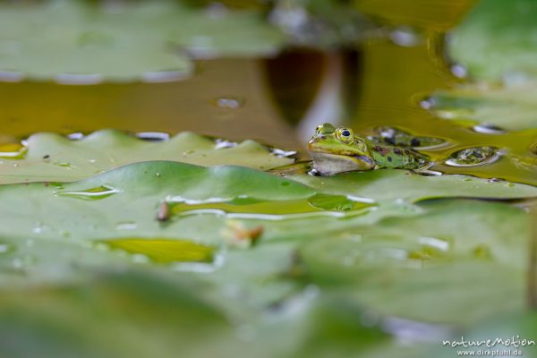 Teichfrosch, Rana esculenta  (Pelophylax kl. esculentus, Pelophylax "esculentus"), Echte Frösche (Ranidae), Männchen zwischen Seerosenblättern, Alter Botanischer Garten, Göttingen, Deutschland