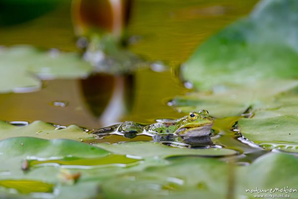 Teichfrosch, Rana esculenta  (Pelophylax kl. esculentus, Pelophylax "esculentus"), Echte Frösche (Ranidae), Männchen zwischen Seerosenblättern, Alter Botanischer Garten, Göttingen, Deutschland