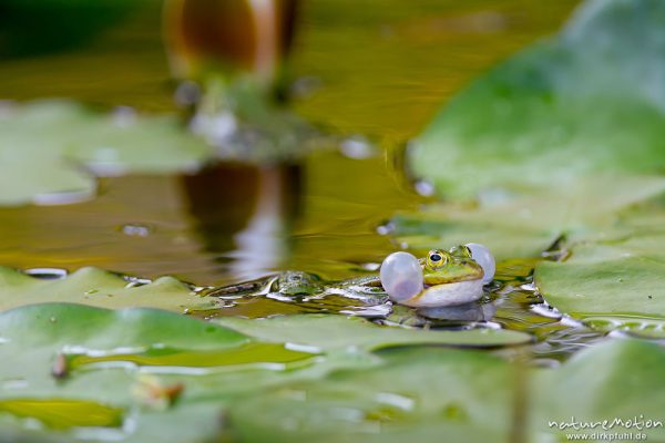 Teichfrosch, Rana esculenta  (Pelophylax kl. esculentus, Pelophylax "esculentus"), Echte Frösche (Ranidae), Männchen, rufend, Schallblasen, Alter Botanischer Garten, Göttingen, Deutschland