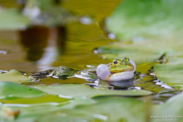 Teichfrosch, Rana esculenta  (Pelophylax kl. esculentus, Pelophylax "esculentus"), Echte Frösche (Ranidae), Männchen, rufend, Schallblasen, Alter Botanischer Garten, Göttingen, Deutschland