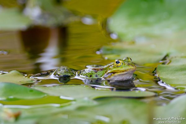 Teichfrosch, Rana esculenta  (Pelophylax kl. esculentus, Pelophylax "esculentus"), Echte Frösche (Ranidae), Männchen zwischen Seerosenblättern, Alter Botanischer Garten, Göttingen, Deutschland