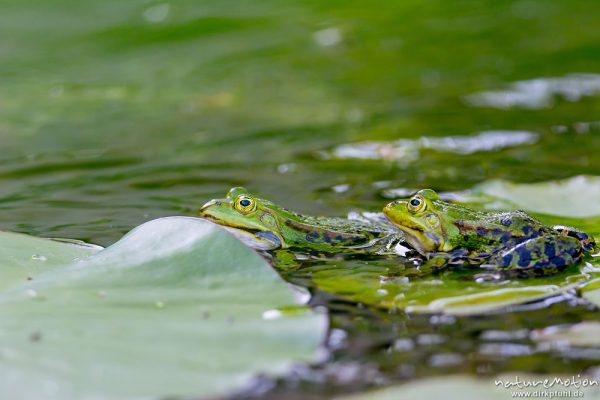 Teichfrosch, Rana esculenta  (Pelophylax kl. esculentus, Pelophylax "esculentus"), Echte Frösche (Ranidae), 2 Männchen im Revierkampf versuchen sich gegenseitig unter Wasser zu drücken, Alter Botanischer Garten, Göttingen, Deutschland