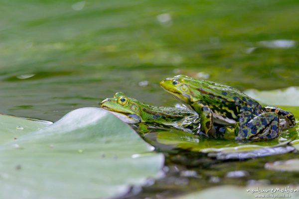 Teichfrosch, Rana esculenta  (Pelophylax kl. esculentus, Pelophylax "esculentus"), Echte Frösche (Ranidae), 2 Männchen im Revierkampf versuchen sich gegenseitig unter Wasser zu drücken, Alter Botanischer Garten, Göttingen, Deutschland