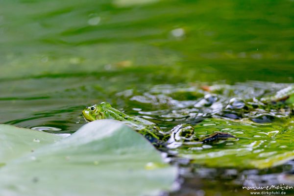 Teichfrosch, Rana esculenta  (Pelophylax kl. esculentus, Pelophylax "esculentus"), Echte Frösche (Ranidae), 2 Männchen im Revierkampf versuchen sich gegenseitig unter Wasser zu drücken, Alter Botanischer Garten, Göttingen, Deutschland