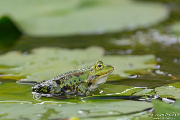 Teichfrosch, Rana esculenta  (Pelophylax kl. esculentus, Pelophylax "esculentus"), Echte Frösche (Ranidae), Männchen zwischen Seerosenblättern, Alter Botanischer Garten, Göttingen, Deutschland