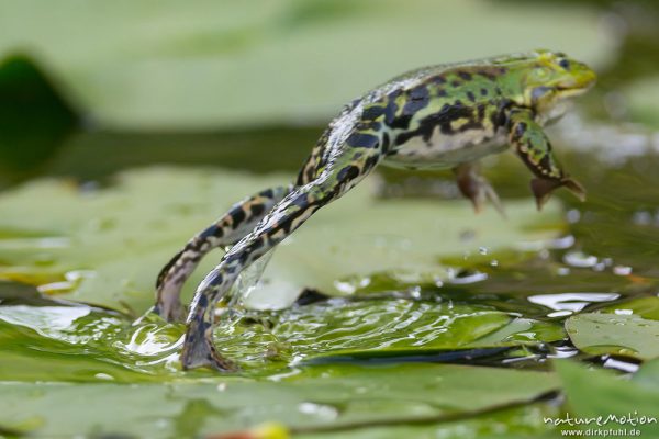 Teichfrosch, Rana esculenta  (Pelophylax kl. esculentus, Pelophylax "esculentus"), Echte Frösche (Ranidae), Männchen springt weg, Alter Botanischer Garten, Göttingen, Deutschland