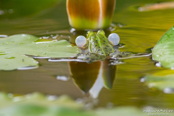 Teichfrosch, Rana esculenta  (Pelophylax kl. esculentus, Pelophylax "esculentus"), Echte Frösche (Ranidae), Männchen, rufend, Schallblasen, Alter Botanischer Garten, Göttingen, Deutschland