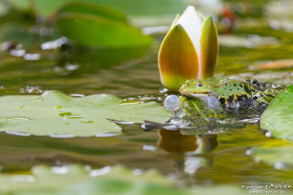 Teichfrosch, Rana esculenta  (Pelophylax kl. esculentus, Pelophylax "esculentus"), Echte Frösche (Ranidae), 2 Männchen im Revierkampf versuchen sich gegenseitig unter Wasser zu drücken, Alter Botanischer Garten, Göttingen, Deutschland