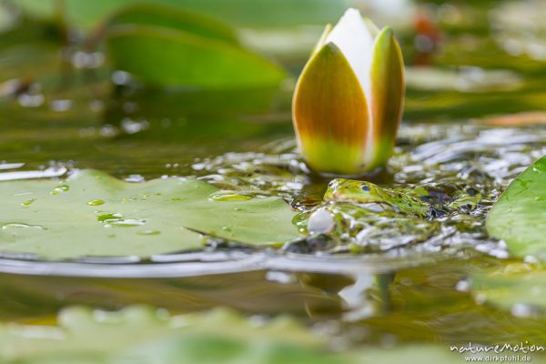 Teichfrosch, Rana esculenta  (Pelophylax kl. esculentus, Pelophylax "esculentus"), Echte Frösche (Ranidae), 2 Männchen im Revierkampf versuchen sich gegenseitig unter Wasser zu drücken, Alter Botanischer Garten, Göttingen, Deutschland