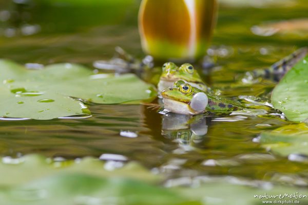 Teichfrosch, Rana esculenta  (Pelophylax kl. esculentus, Pelophylax "esculentus"), Echte Frösche (Ranidae), 2 Männchen im Revierkampf versuchen sich gegenseitig unter Wasser zu drücken, Alter Botanischer Garten, Göttingen, Deutschland