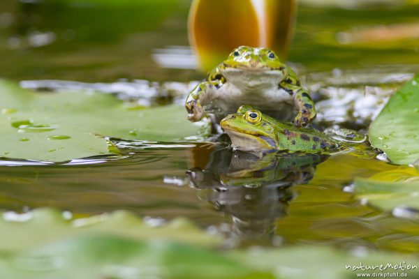 Teichfrosch, Rana esculenta  (Pelophylax kl. esculentus, Pelophylax "esculentus"), Echte Frösche (Ranidae), 2 Männchen im Revierkampf versuchen sich gegenseitig unter Wasser zu drücken, Alter Botanischer Garten, Göttingen, Deutschland