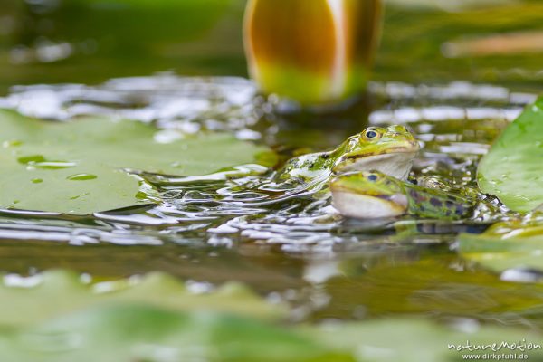 Teichfrosch, Rana esculenta  (Pelophylax kl. esculentus, Pelophylax "esculentus"), Echte Frösche (Ranidae), 2 Männchen im Revierkampf versuchen sich gegenseitig unter Wasser zu drücken, Alter Botanischer Garten, Göttingen, Deutschland