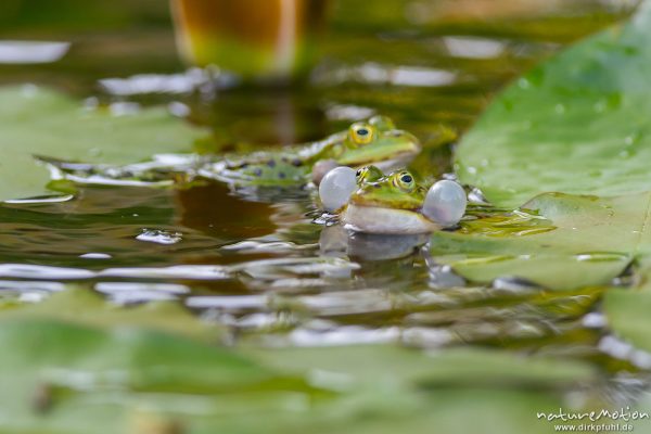 Teichfrosch, Rana esculenta  (Pelophylax kl. esculentus, Pelophylax "esculentus"), Echte Frösche (Ranidae), 2 Männchen im Revierkampf versuchen sich gegenseitig unter Wasser zu drücken, Alter Botanischer Garten, Göttingen, Deutschland