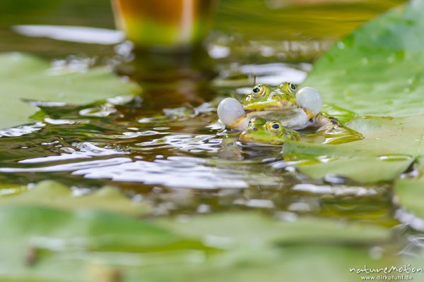 Teichfrosch, Rana esculenta  (Pelophylax kl. esculentus, Pelophylax "esculentus"), Echte Frösche (Ranidae), 2 Männchen im Revierkampf versuchen sich gegenseitig unter Wasser zu drücken, Alter Botanischer Garten, Göttingen, Deutschland