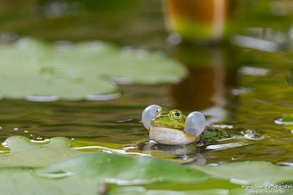 Teichfrosch, Rana esculenta  (Pelophylax kl. esculentus, Pelophylax "esculentus"), Echte Frösche (Ranidae), Männchen, rufend, Schallblasen, Alter Botanischer Garten, Göttingen, Deutschland