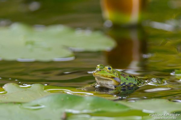 Teichfrosch, Rana esculenta  (Pelophylax kl. esculentus, Pelophylax "esculentus"), Echte Frösche (Ranidae), Männchen zwischen Seerosenblättern, Alter Botanischer Garten, Göttingen, Deutschland