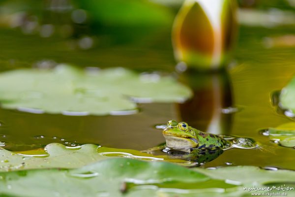 Teichfrosch, Rana esculenta  (Pelophylax kl. esculentus, Pelophylax "esculentus"), Echte Frösche (Ranidae), Männchen zwischen Seerosenblättern, Alter Botanischer Garten, Göttingen, Deutschland