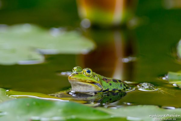 Teichfrosch, Rana esculenta  (Pelophylax kl. esculentus, Pelophylax "esculentus"), Echte Frösche (Ranidae), Männchen zwischen Seerosenblättern, Alter Botanischer Garten, Göttingen, Deutschland