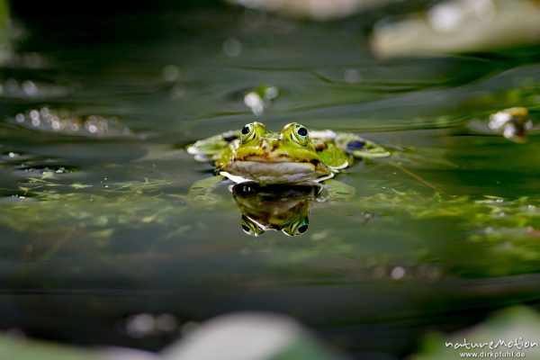 Teichfrosch, Rana esculenta  (Pelophylax kl. esculentus, Pelophylax "esculentus"), Echte Frösche (Ranidae), Männchen zwischen Seerosenblättern, Alter Botanischer Garten, Göttingen, Deutschland