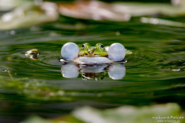 Teichfrosch, Rana esculenta  (Pelophylax kl. esculentus, Pelophylax "esculentus"), Echte Frösche (Ranidae), Männchen, rufend, Schallblasen, Alter Botanischer Garten, Göttingen, Deutschland