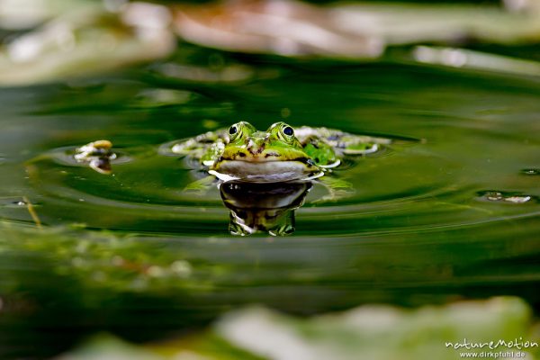 Teichfrosch, Rana esculenta  (Pelophylax kl. esculentus, Pelophylax "esculentus"), Echte Frösche (Ranidae), Männchen zwischen Seerosenblättern, Alter Botanischer Garten, Göttingen, Deutschland