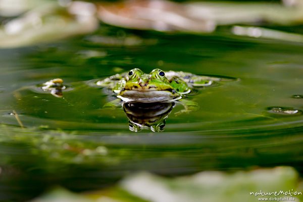 Teichfrosch, Rana esculenta  (Pelophylax kl. esculentus, Pelophylax "esculentus"), Echte Frösche (Ranidae), Männchen zwischen Seerosenblättern, Alter Botanischer Garten, Göttingen, Deutschland