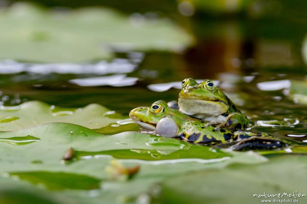 Teichfrosch, Rana esculenta  (Pelophylax kl. esculentus, Pelophylax "esculentus"), Echte Frösche (Ranidae), 2 Männchen im Revierkampf versuchen sich gegenseitig unter Wasser zu drücken, Alter Botanischer Garten, Göttingen, Deutschland