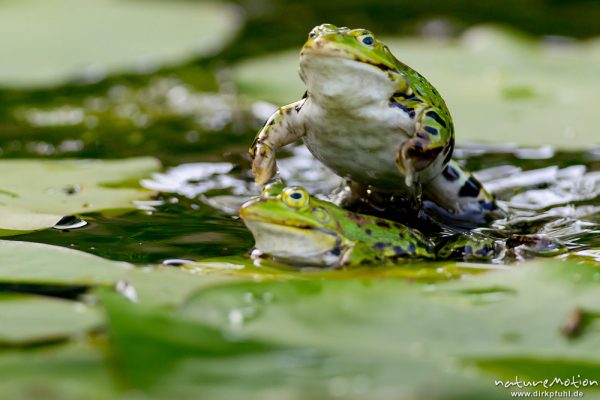 Teichfrosch, Rana esculenta  (Pelophylax kl. esculentus, Pelophylax "esculentus"), Echte Frösche (Ranidae), 2 Männchen im Revierkampf versuchen sich gegenseitig unter Wasser zu drücken, Alter Botanischer Garten, Göttingen, Deutschland