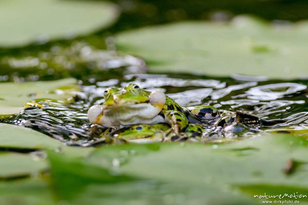 Teichfrosch, Rana esculenta  (Pelophylax kl. esculentus, Pelophylax "esculentus"), Echte Frösche (Ranidae), 2 Männchen im Revierkampf versuchen sich gegenseitig unter Wasser zu drücken, Alter Botanischer Garten, Göttingen, Deutschland