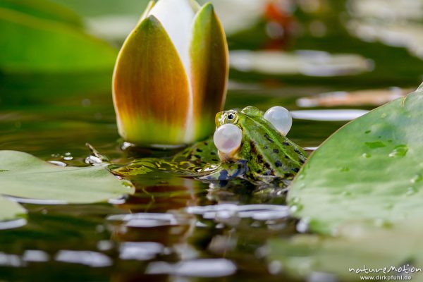 Teichfrosch, Rana esculenta  (Pelophylax kl. esculentus, Pelophylax "esculentus"), Echte Frösche (Ranidae), 2 Männchen im Revierkampf versuchen sich gegenseitig unter Wasser zu drücken, Alter Botanischer Garten, Göttingen, Deutschland