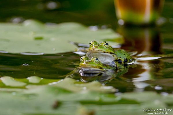 Teichfrosch, Rana esculenta  (Pelophylax kl. esculentus, Pelophylax "esculentus"), Echte Frösche (Ranidae), 2 Männchen im Revierkampf versuchen sich gegenseitig unter Wasser zu drücken, Alter Botanischer Garten, Göttingen, Deutschland