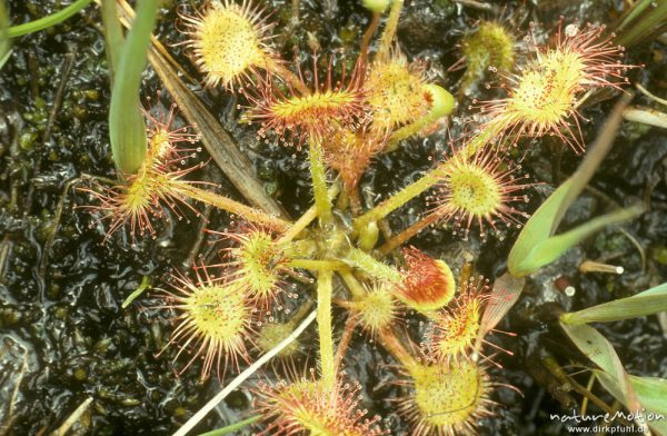 Rundblättriger Sonnentau, Drosera rotundifolia, Droseraceae, Harz, Deutschland