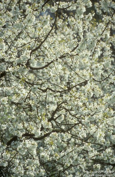 Kirschblüten, Zweige, bei Witzenhausen, Sigma 50-500 @300, Witzenhausen, Deutschland