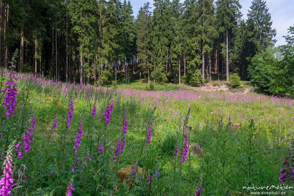 Roter Fingerhut, Digitalis purpurea, Scrophulariaceae, dichter Bestand blühender Pflanzen auf einem Holzeinschlag / Lichtung, NSG Liesetal, Liesetal (Sauerland), Deutschland