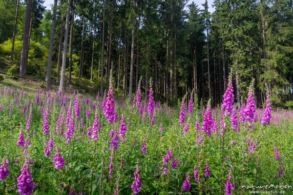 Roter Fingerhut, Digitalis purpurea, Scrophulariaceae, dichter Bestand blühender Pflanzen auf einem Holzeinschlag / Lichtung, NSG Liesetal, Liesetal (Sauerland), Deutschland