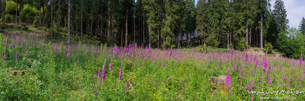 Roter Fingerhut, Digitalis purpurea, Scrophulariaceae, dichter Bestand blühender Pflanzen auf einem Holzeinschlag / Lichtung, NSG Liesetal, Liesetal (Sauerland), Deutschland