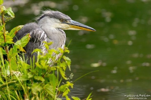 Graureiher, Ardea cinerea, Ardeidae, Jungtier am Teichufer seines Brutgewässers, Levinscher Park, Göttingen, Deutschland